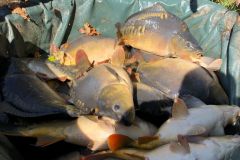 IMG-20210908-WA0001